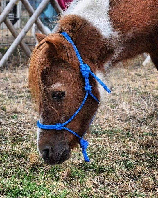 Licol simple personnalisé