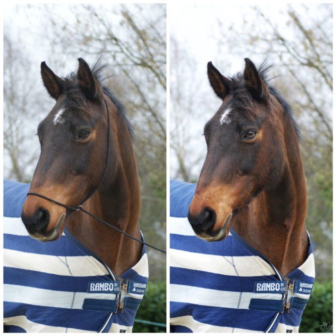 Licol de shooting photo brun/doré 4m