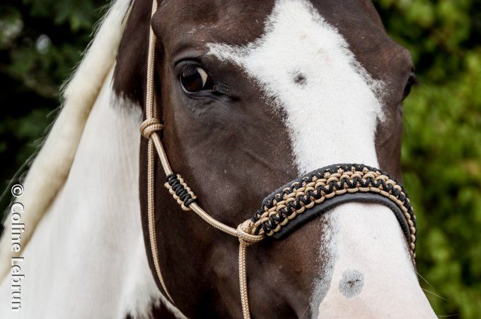 Licol Ultra personnalisé