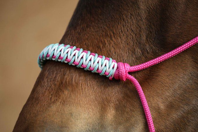 Licol Aya personnalisé