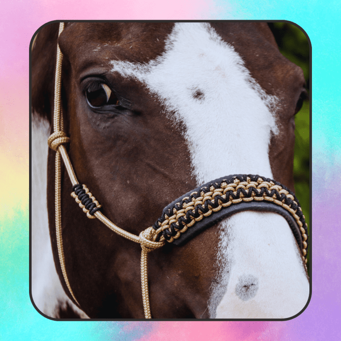 Licol Ultra personnalisé