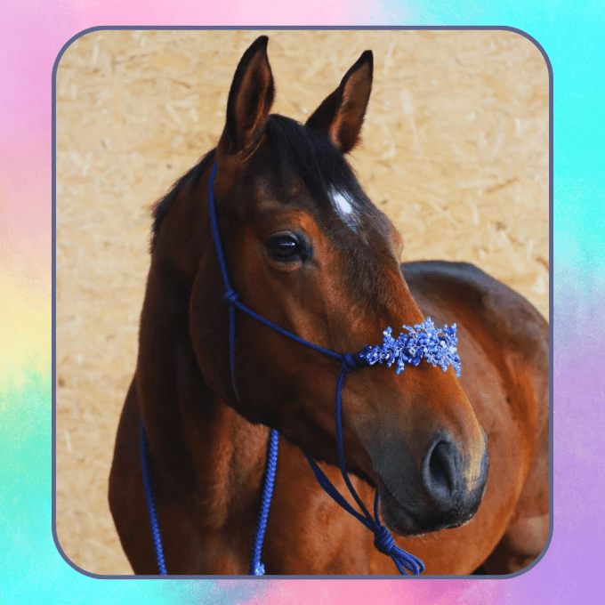 Licol Naiade personnalisé