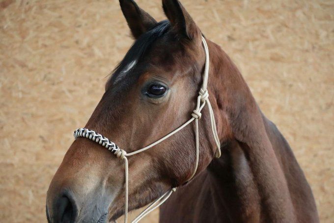 Licol Indigo personnalisé