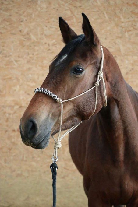 Licol Indigo personnalisé