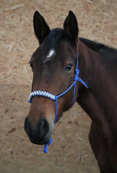 Licol Aya personnalisé