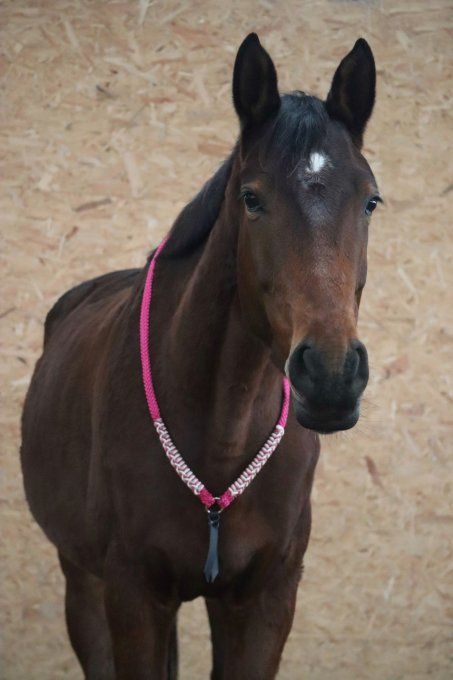 Cordelette Indy personnalisée