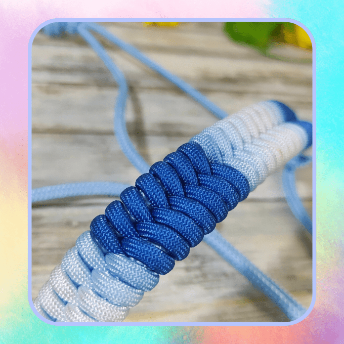 Licol "Blue"