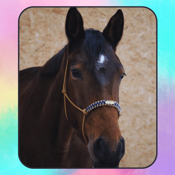 Licol Aya personnalisé