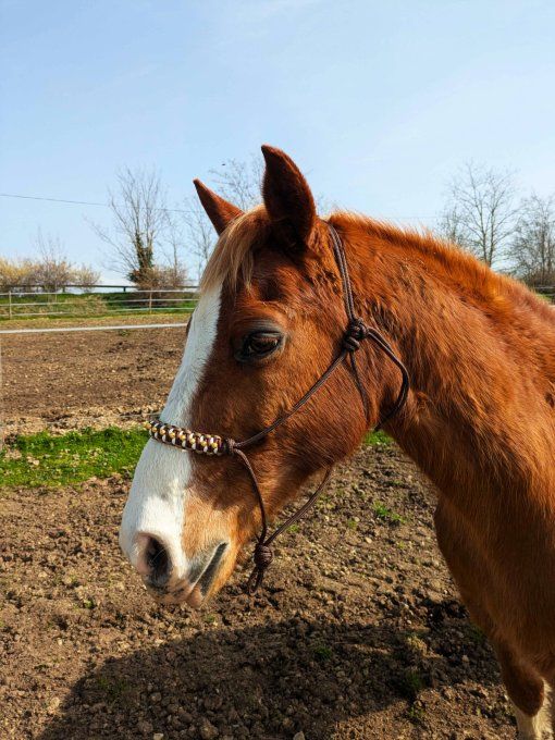 Licol Odyssée personnalisé