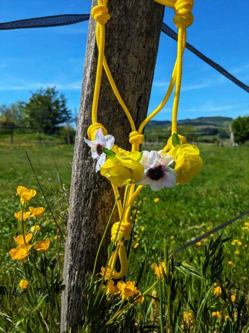Licol Fleury jaune taille shetland
